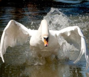 angry swan_1